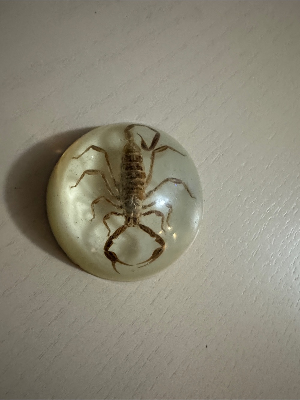 Scorpion paperweight